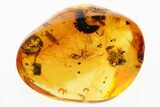 Two Detailed Fossil Ants (Formicinae) In Baltic Amber #346659-1